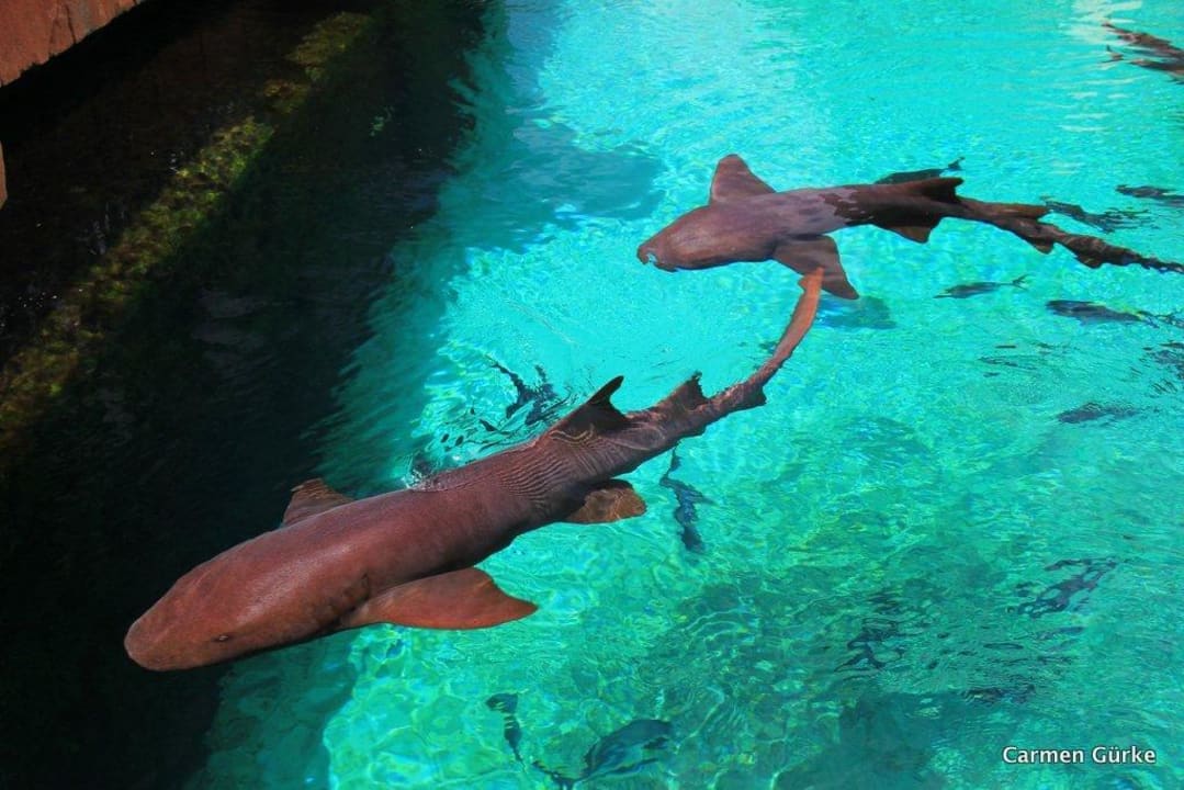 Haie The Beach at Atlantis