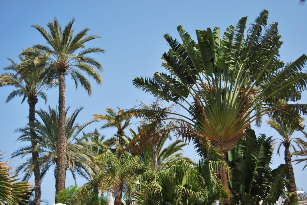 Gloria Palace San Agustin Thalasso & Hotel Gloria Palace San Agustin Thalasso & Hotel