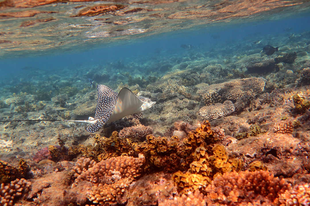 Strand Sunny Days El Palacio Resort & Spa