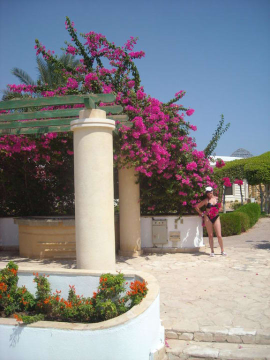 Cudowne kwiaty Coral Beach Tiran Resort