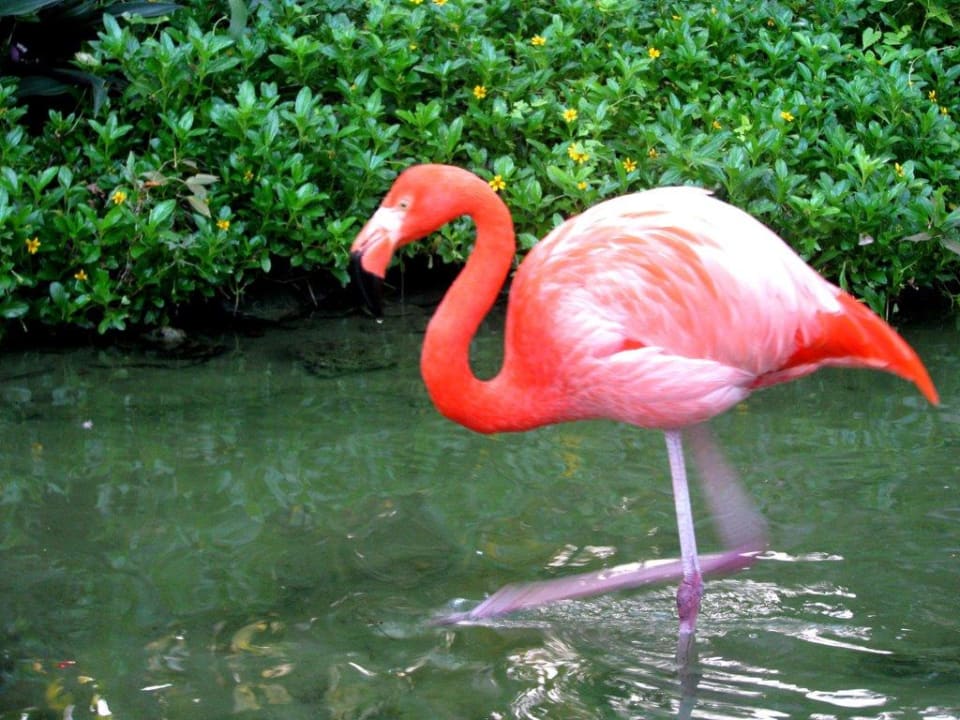 Jak krewetka Grand Palladium Select Bávaro Resort & Spa