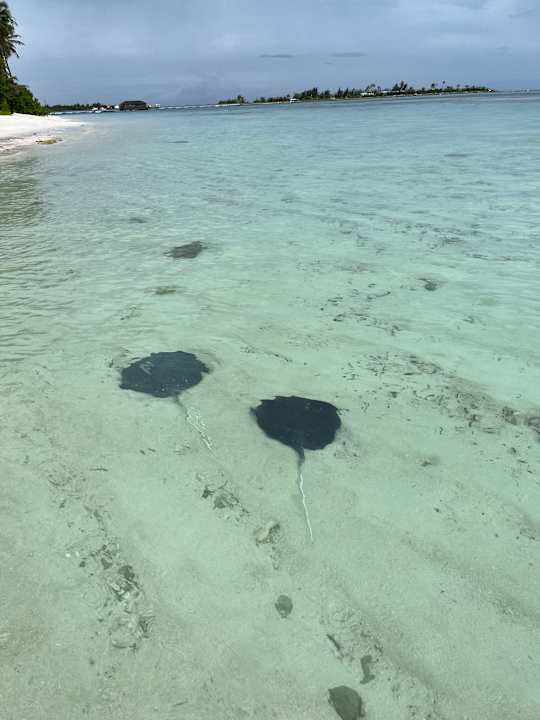Strand Jawakara Islands Maldives