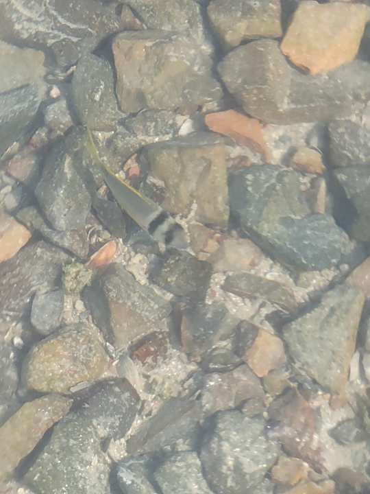 Strand Rewaya Majestic Resort