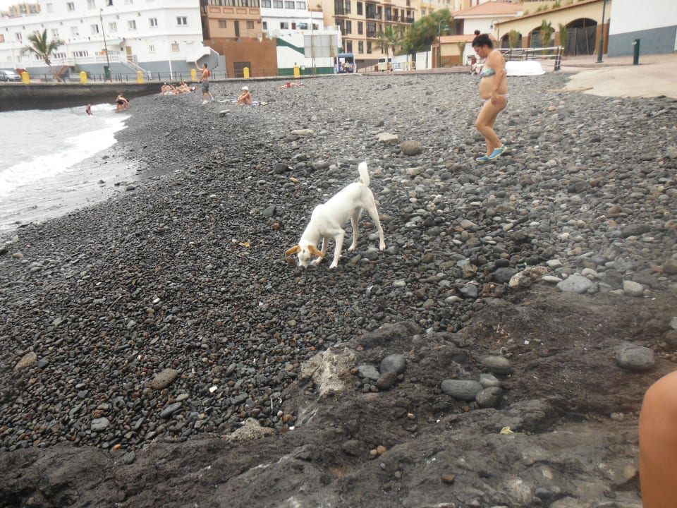 Strand ca 100 m vom Hotel Hotel Catalonia Punta del Rey