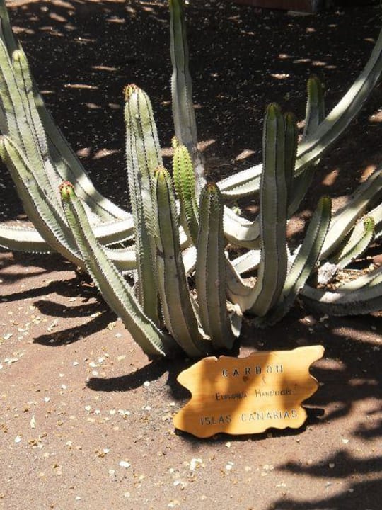 Flora Alua Suites Fuerteventura