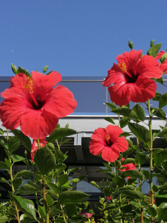 Gartenanlage Saturn Palace Resort Hotel