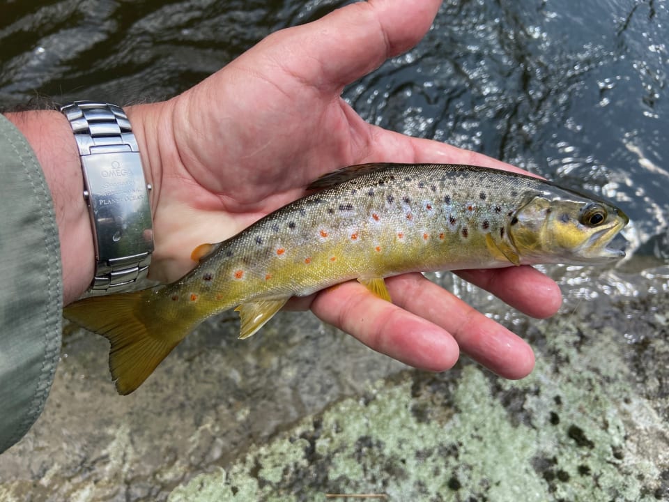 Sport & Freizeit Bärnsteinhof Gasthof mit Herz