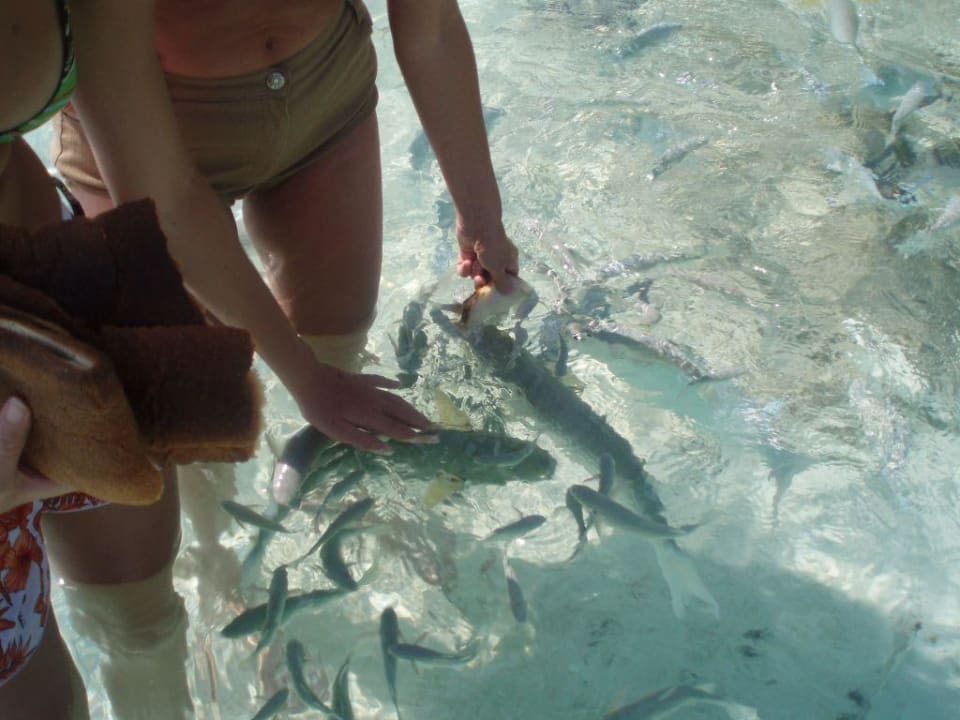 Fische füttern Summer Island Maldives