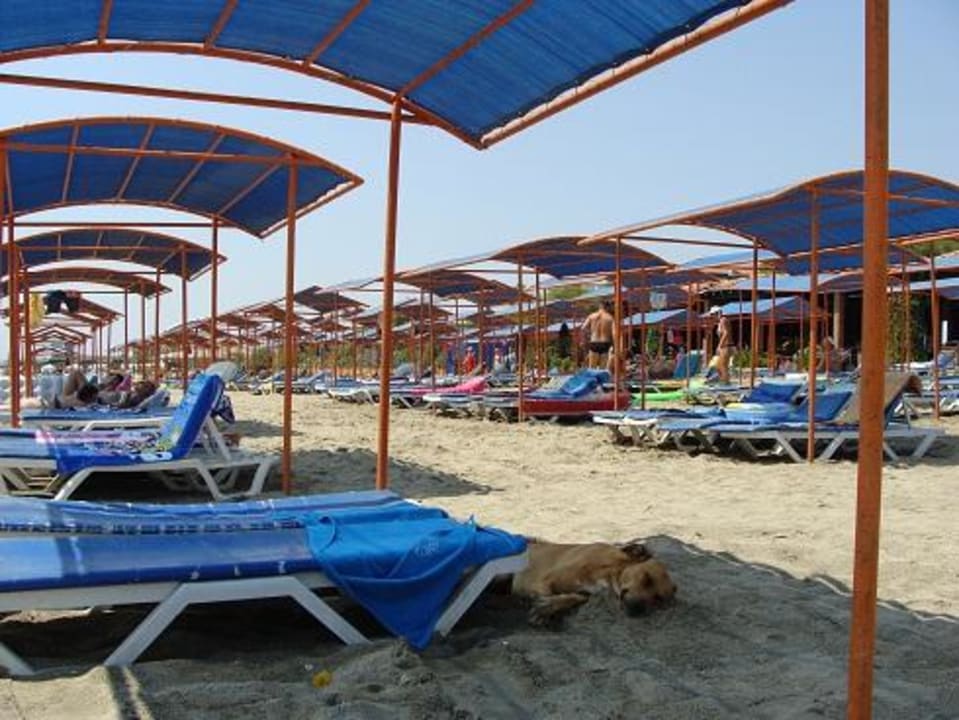 Собака в тени на пляже Club Turtas Beach Hotel