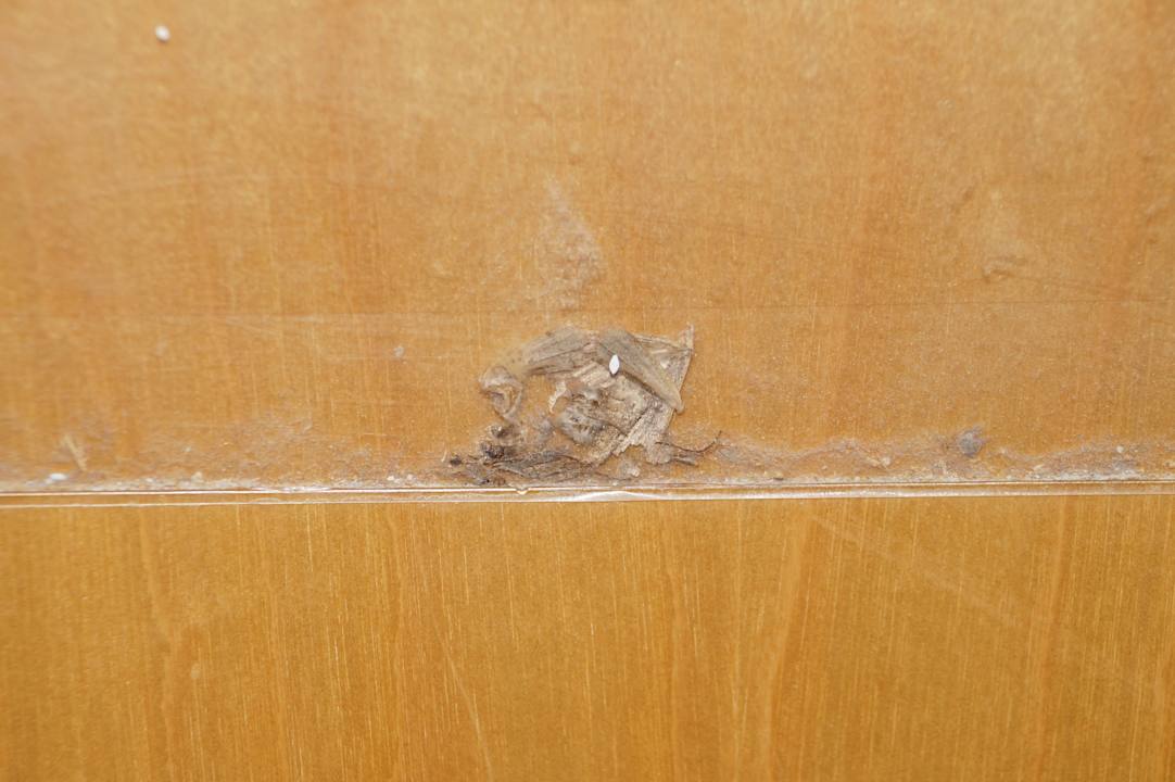 Unschöne Tür-Deko (tote Motten!) Rodeway Inn & Suites Blanding