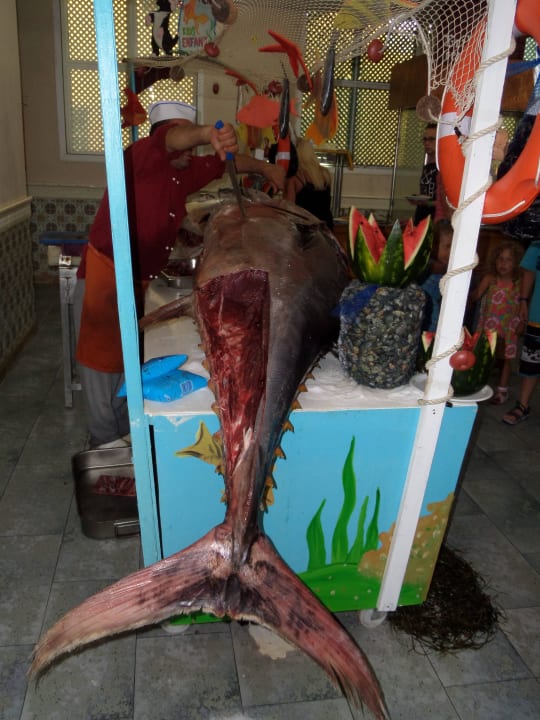 Świeże tuńczyki Houda Golf & Beach Club