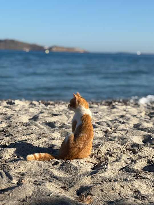 Strand Ilios K Village Resort