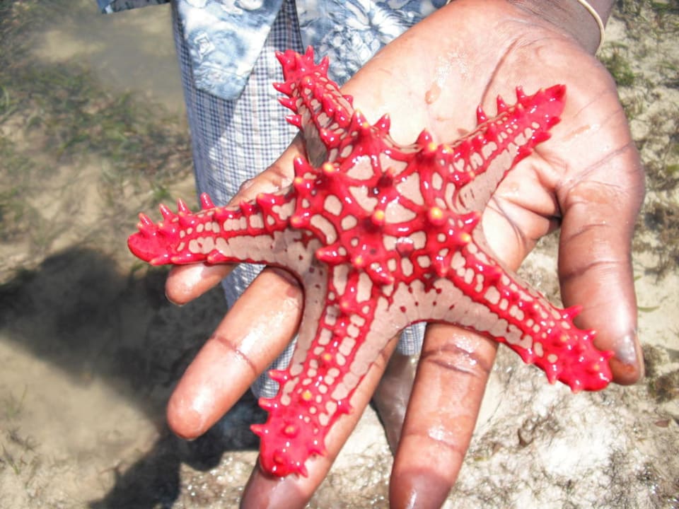 Fantastische Unterwasserwelt Bahari Beach Hotel