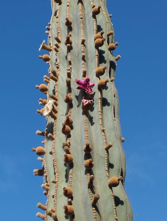 Gartenanlage Aldiana Club Fuerteventura