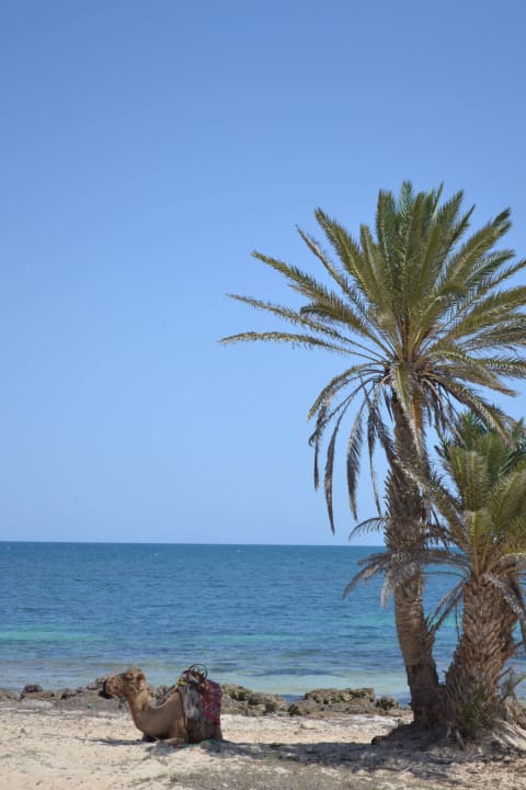 Djerba Hotel El Mouradi Djerba Menzel