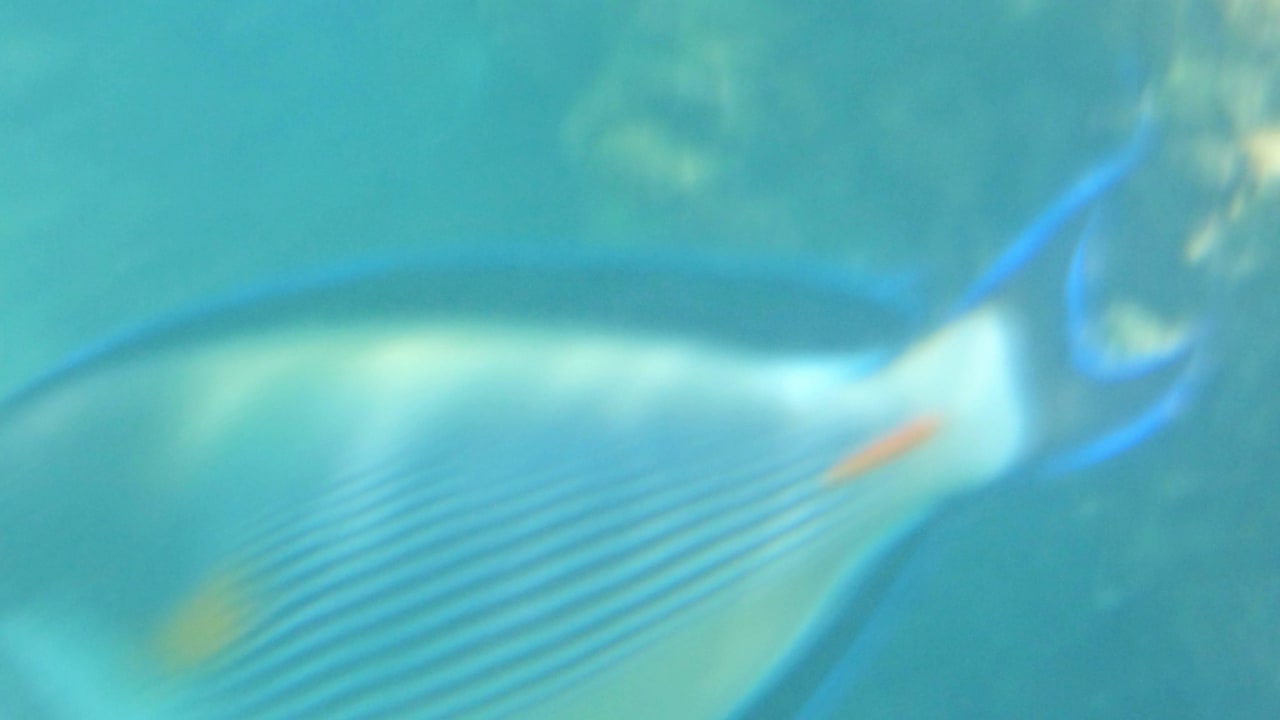 Риф недалеко от берега Desert Rose