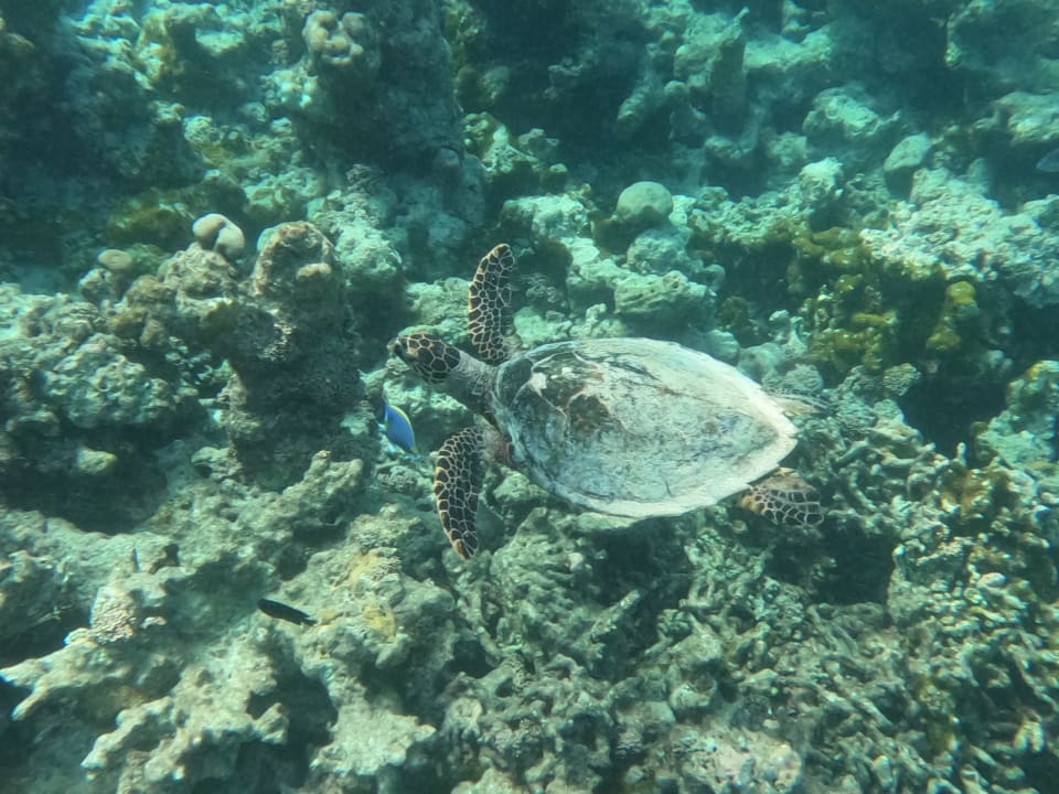 Sonstiges Reethi Faru Resort