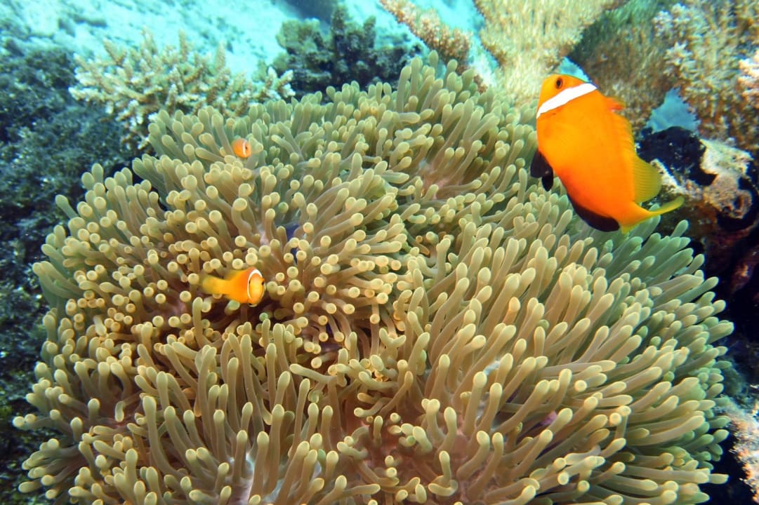 Sport & Freizeit NH Collection Maldives Havodda Resort