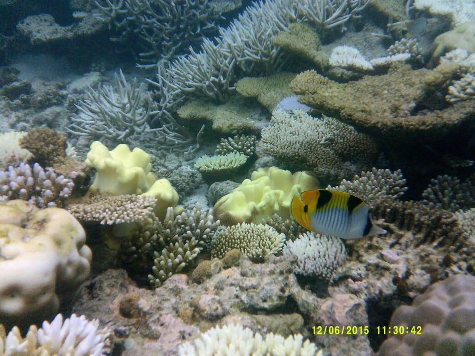 Coral Garden Embudu Embudu Village