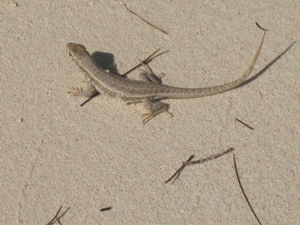 Strand Villas Bavaro Resort & Spa