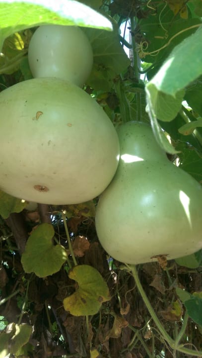 Frucht in der Anlage Sunis Elita Beach Resort & Spa