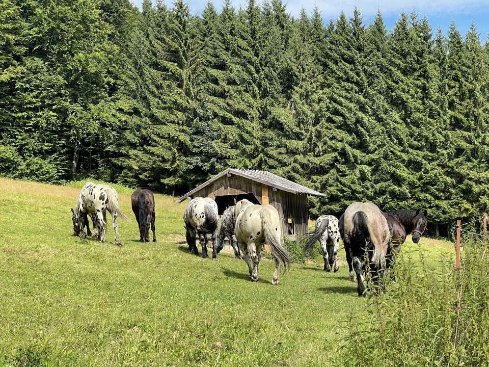 Sonstiges Tigerhill-Ranch-Norikerhof