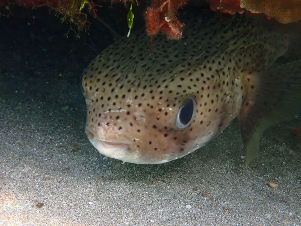 Sport & Freizeit Shams Alam Beach Resort