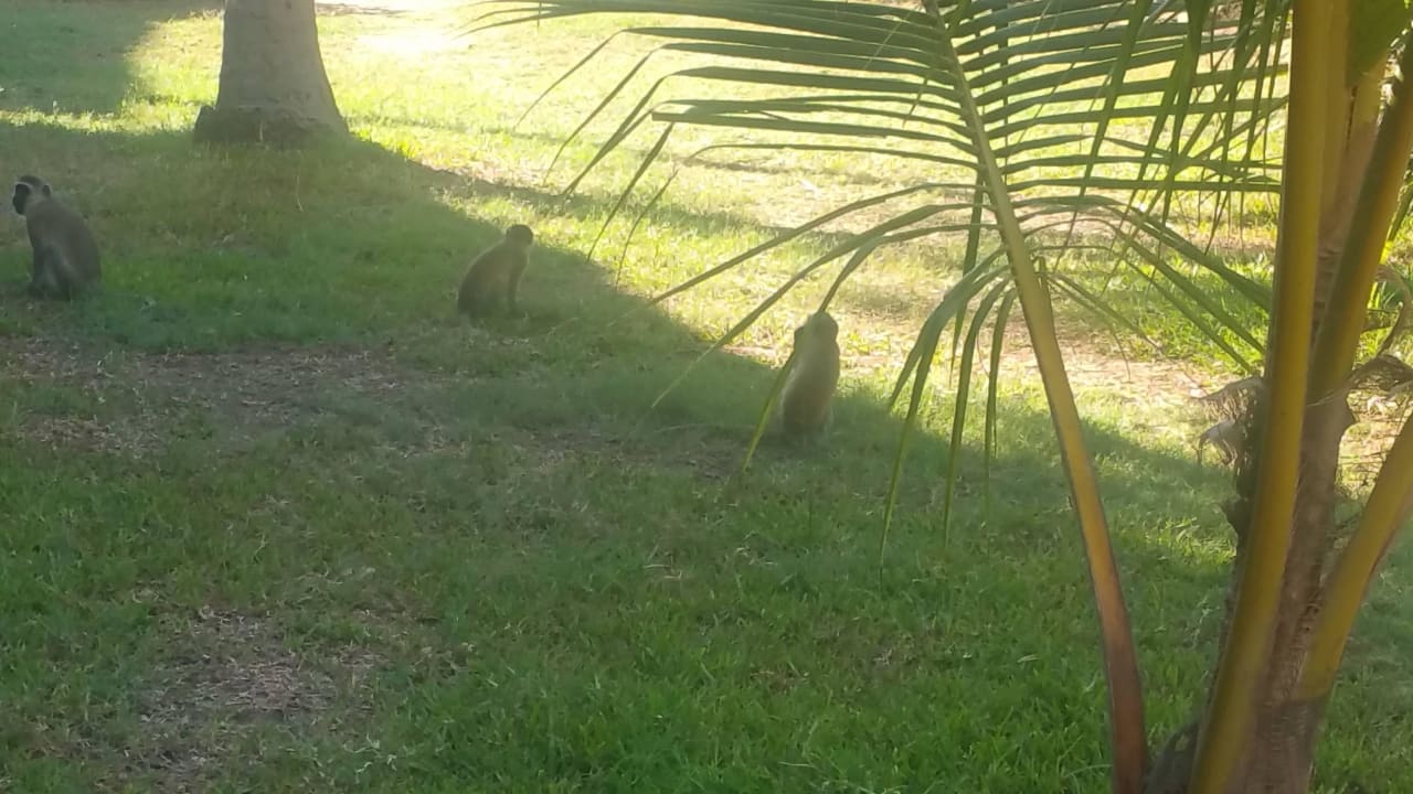 Äffchen im Garten Bahari Beach Hotel