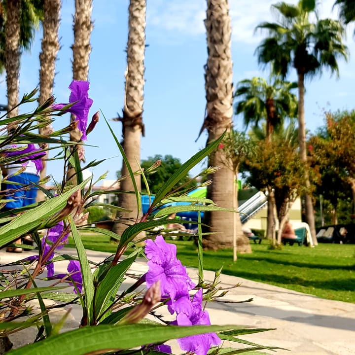 Gartenanlage Arum Barut Collection