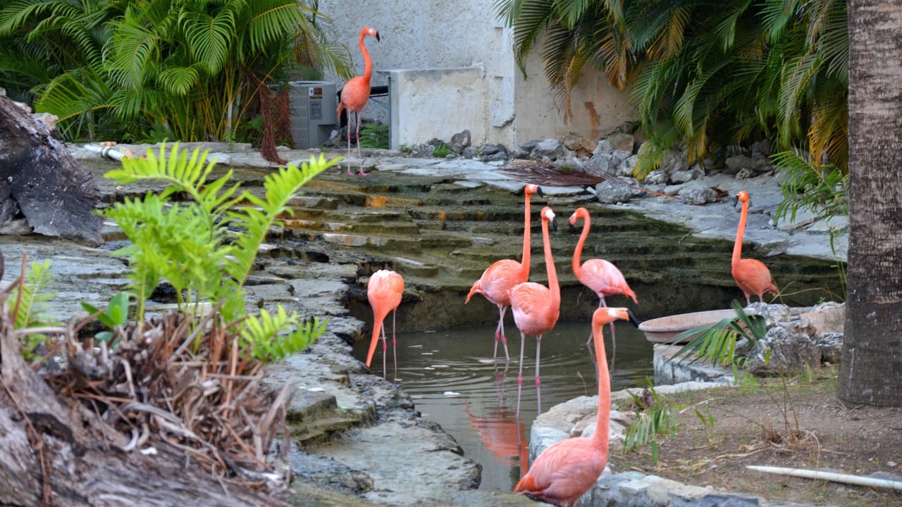 Flamingos Villas Bavaro Resort & Spa