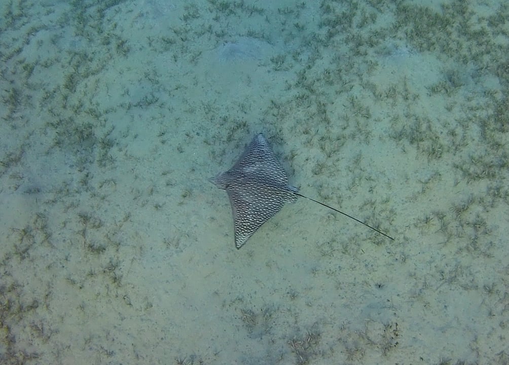 Strand Malikia Resort Abu Dabbab