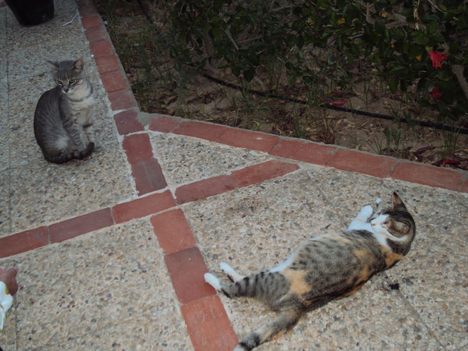 Katzen total verschmusst Hotel El Mouradi Palm Marina