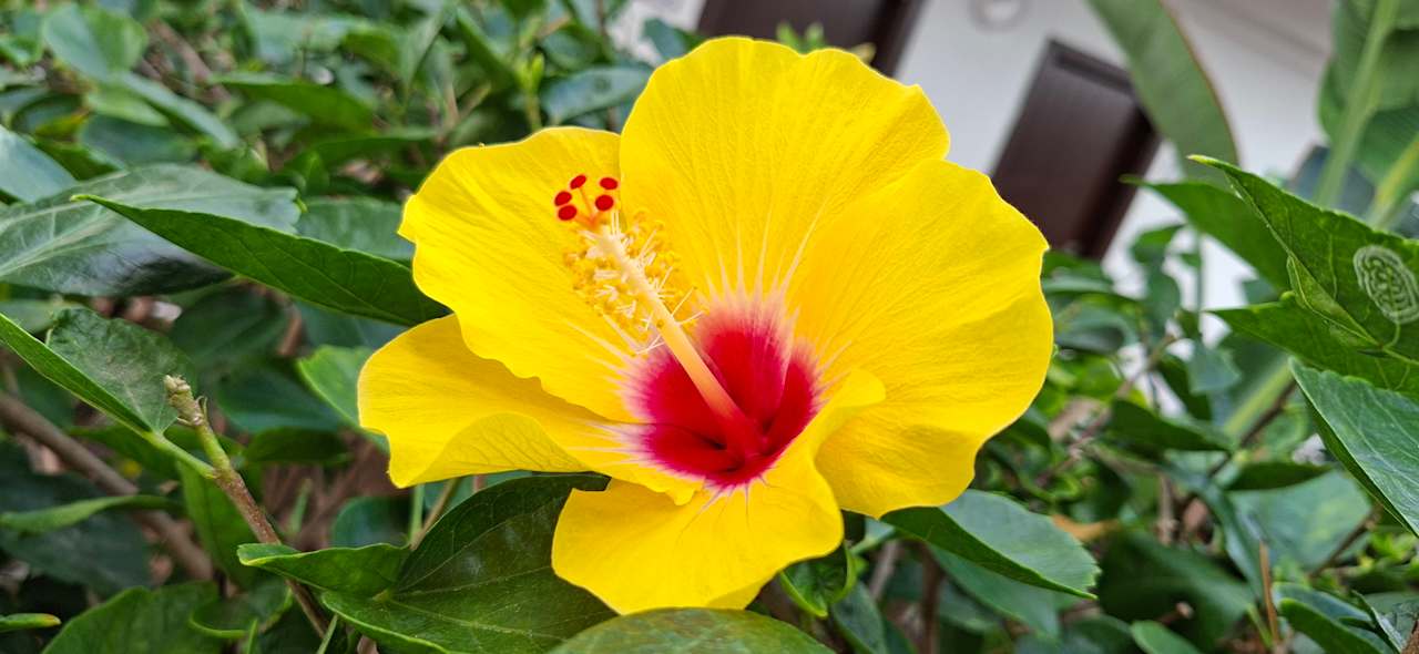 Gartenanlage allsun Hotel Los Hibiscos