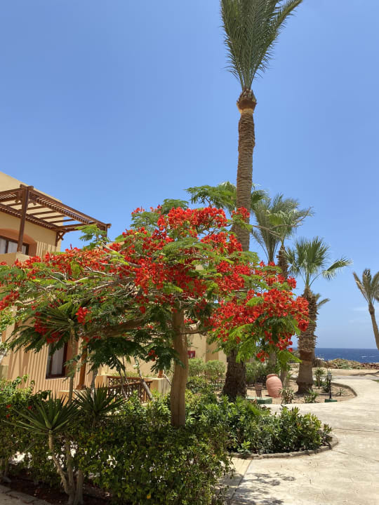 Gartenanlage Steigenberger Coraya Beach - Adults only