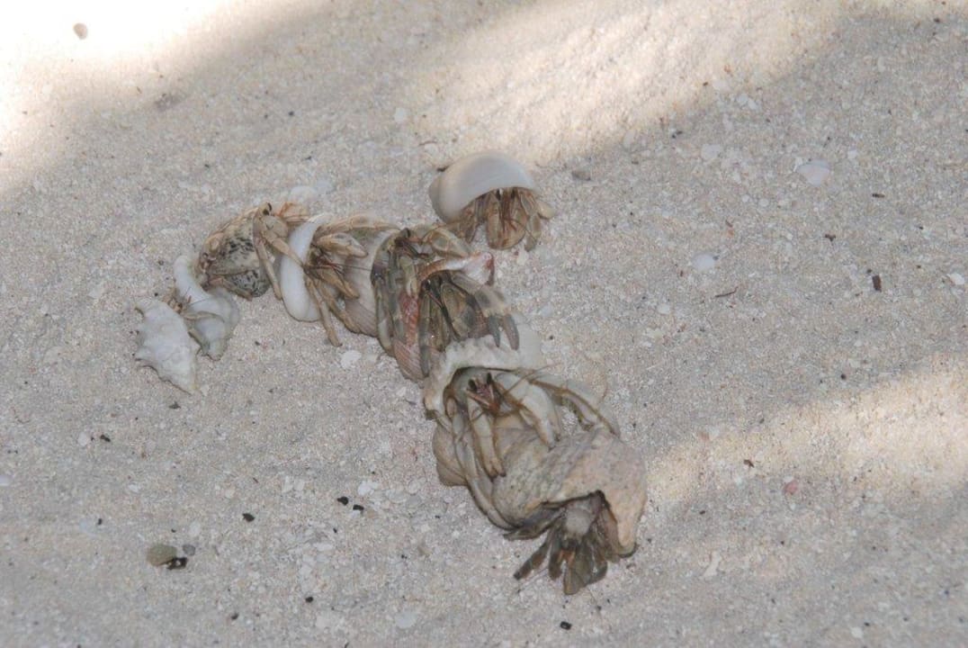 Parade der Einsiedlerkrebse Kuramathi Maldives