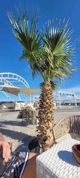 Gastro Pickalbatros Citadel Resort