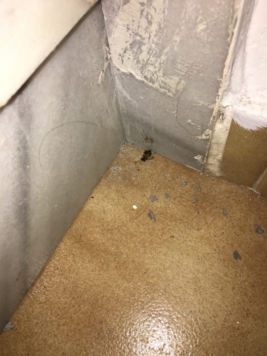 Zimmer Cosmopolitan Kos