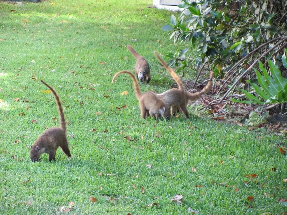 Hotel BlueBay Grand Esmeralda BlueBay Grand Esmeralda