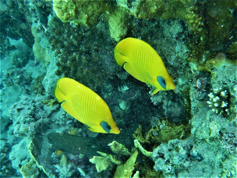 Sport & Freizeit Malikia Resort Abu Dabbab