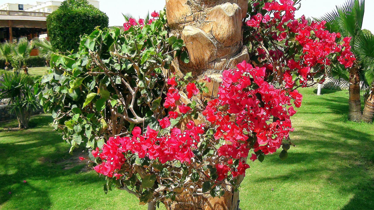 Festival Riviera Resort Riviera Aqua Park Resort