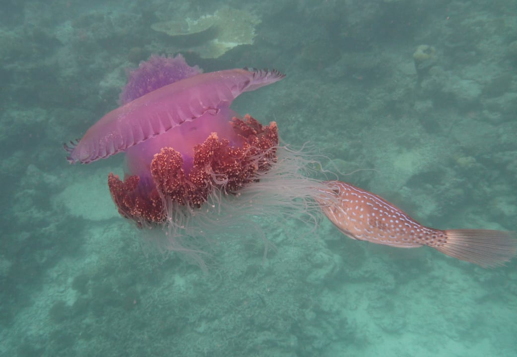 Qualle Diamonds Thudufushi