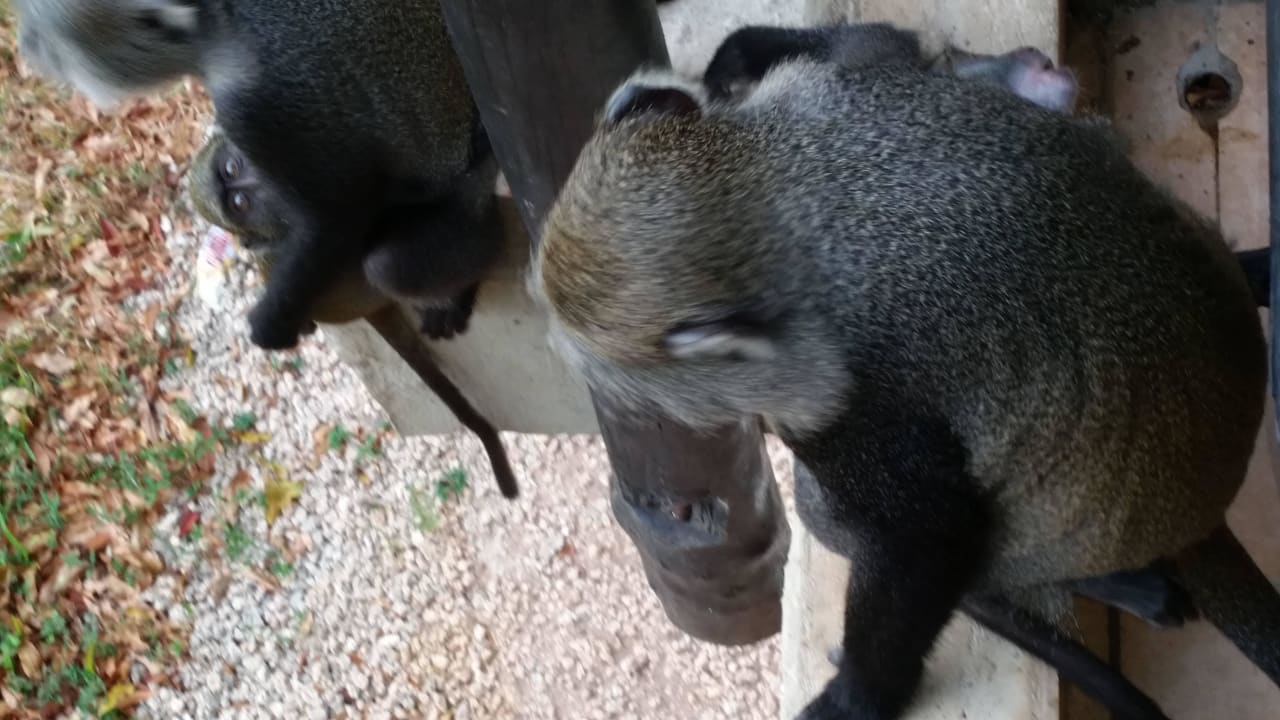 Hotel Baobab Beach Resort Baobab Beach Resort & Spa