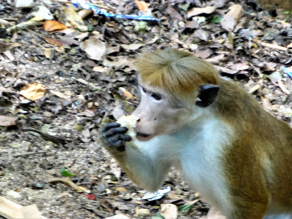 Sonstiges Jungle Beach by Uga Escapes