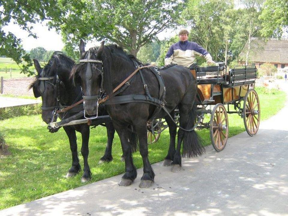 Kutschfahrt Ferienhof Lehbekwiese