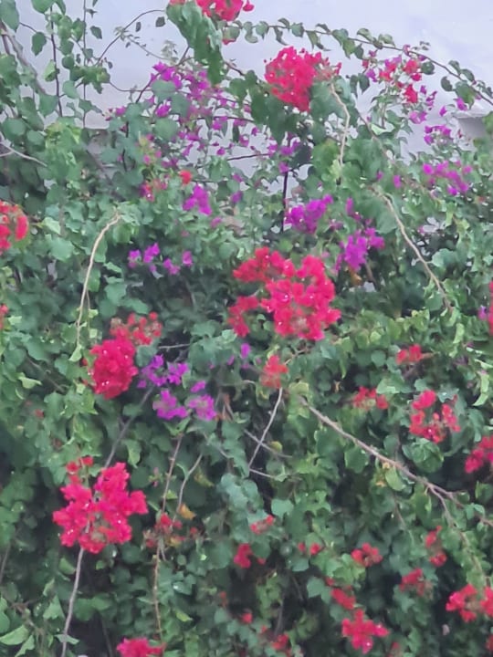 Gartenanlage Hotel Djerba Resort