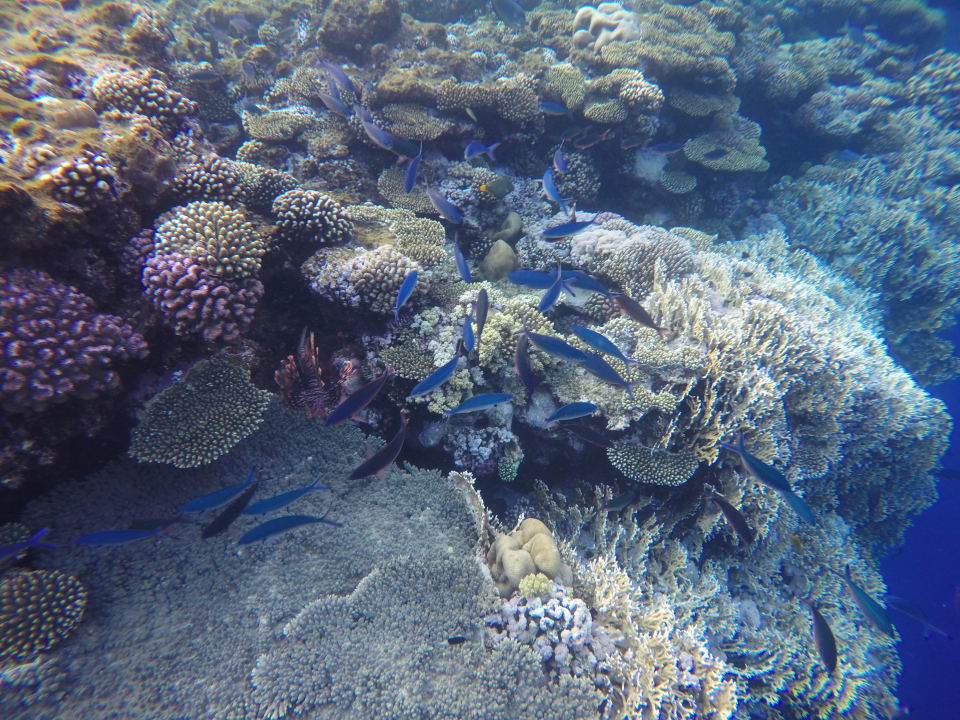 Strand Parrotel Beach Resort