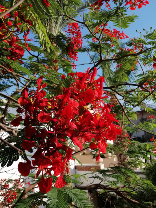 Gartenanlage The Grand Hotel Hurghada