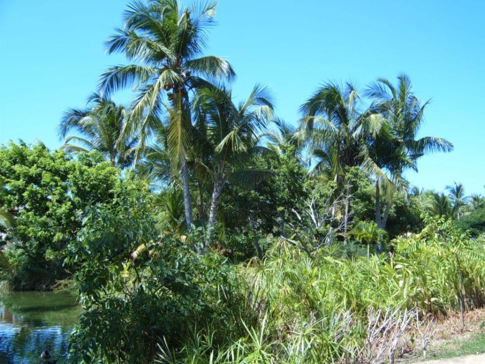 Gartenanlage Catalonia Punta Cana - All Inclusive