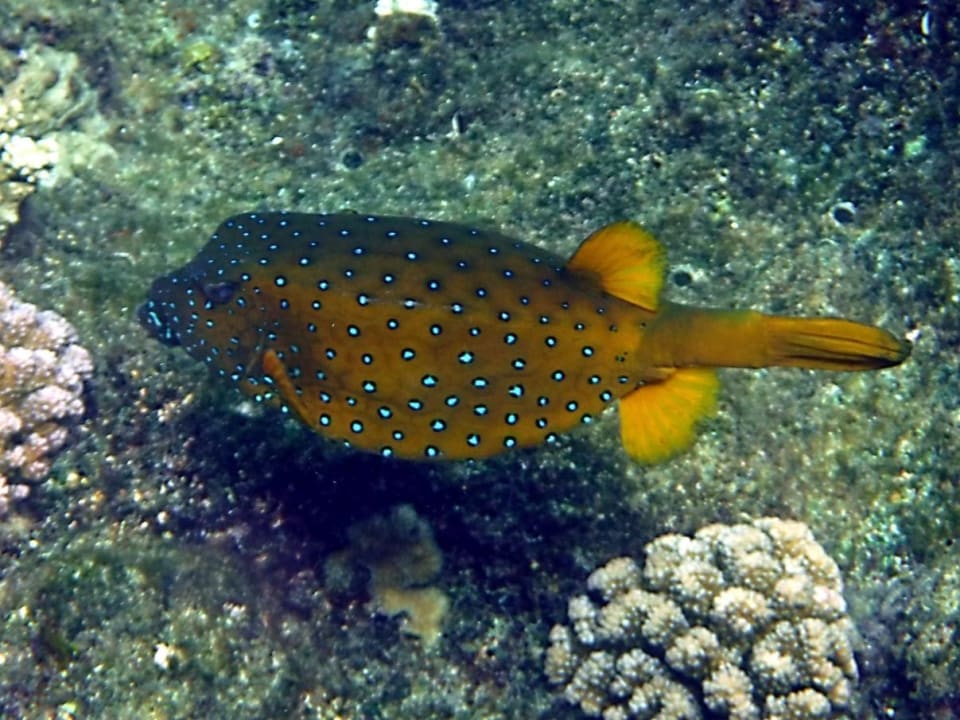 Sport & Freizeit Rohanou Beach Resort