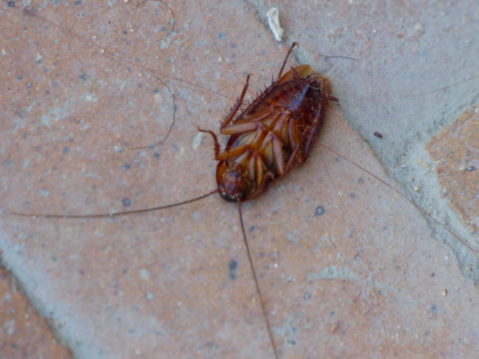 Besuch Pickalbatros Royal Grand Resort - Sharm El Sheikh